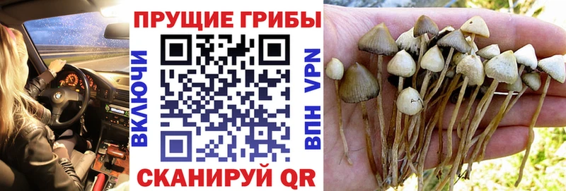 Псилоцибиновые грибы мухоморы где продают мега зеркало Зеленоградск